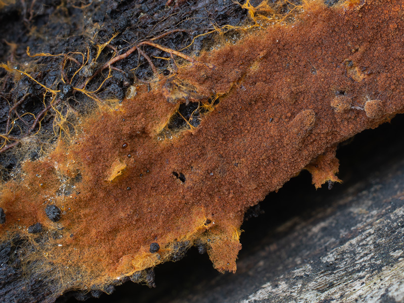 Tomentella umbrinospora Tomentella umbrinospora